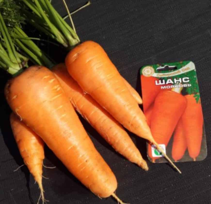 Сорт моркови Шанс