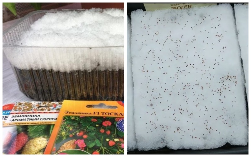 посадка семян клубники на рассаду на снег