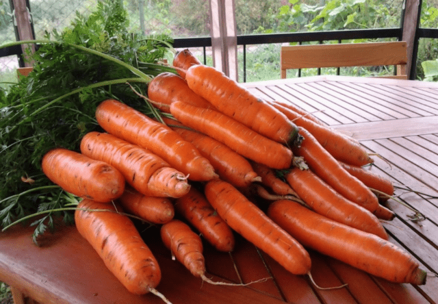 Морковь Самсон: характеристики сорта, фото, уход, урожайность и отзывы