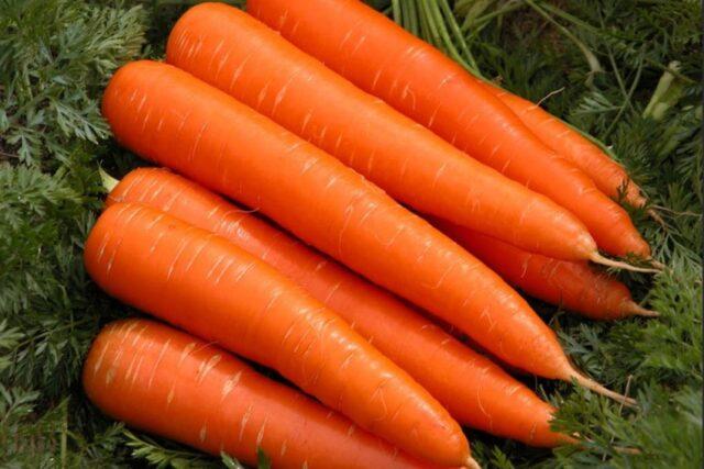 Морковь Тушон: характеристики, посадка, выращивание, уход, фото и отзывы