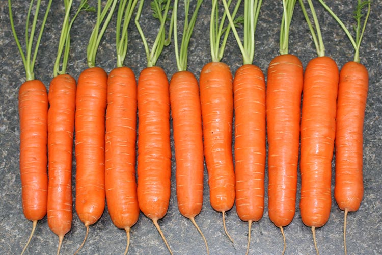Плоды моркови Тушон