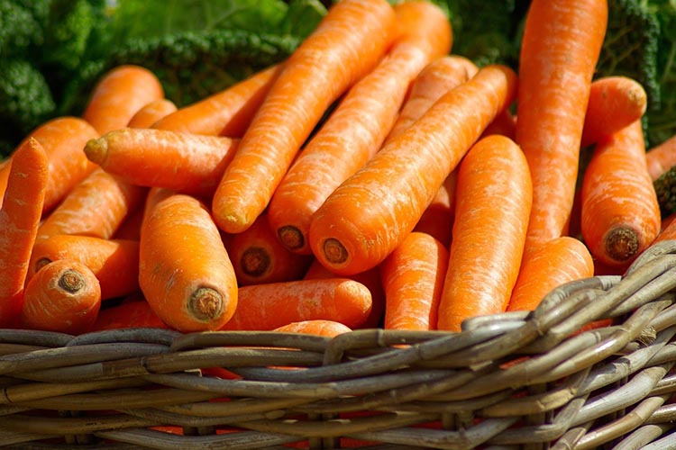 Морковь Тушон: достоинства сорта 