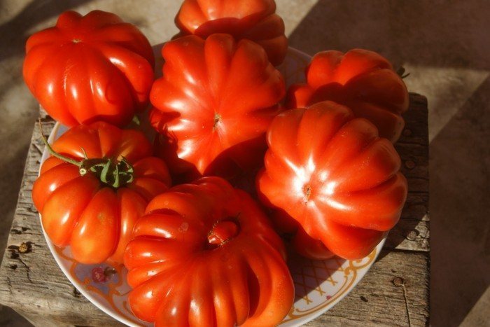Самые сладкие сорта томатов. Обзор лучших сладких сортов помидоров с описанием и фото