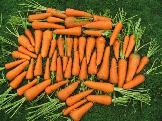Морковь Каскад: описание сорта и отзывы дачников об урожайности, характеристика гибрида f1, фото и рекомендации по выращиванию