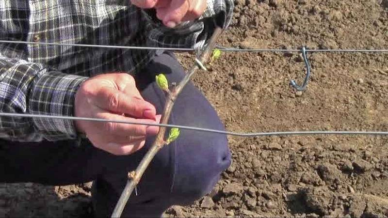 Можно ли вырастить виноград из косточки в домашних условиях и как за ним ухаживать