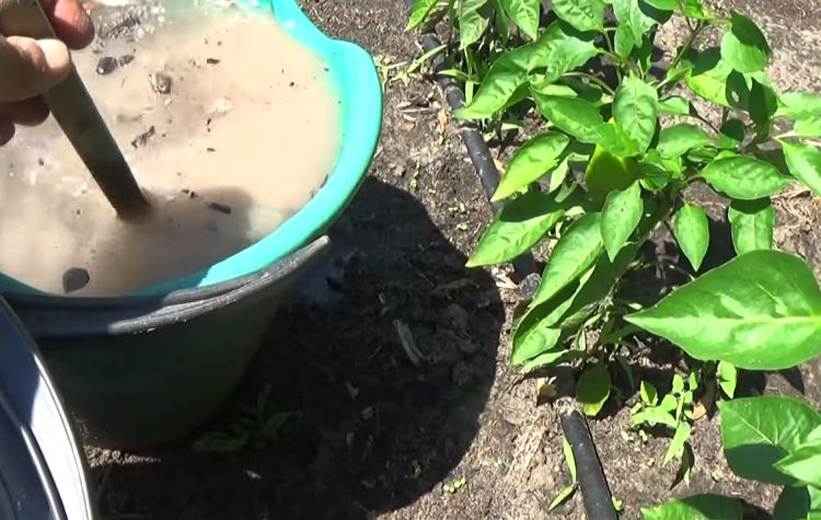 Томаты хорошо растут на кислых почвах. Именно на таких грунтах наблюдается дефицит фосфора. Ряд симптомов фосфорной недостаточности совпадает с азотной: