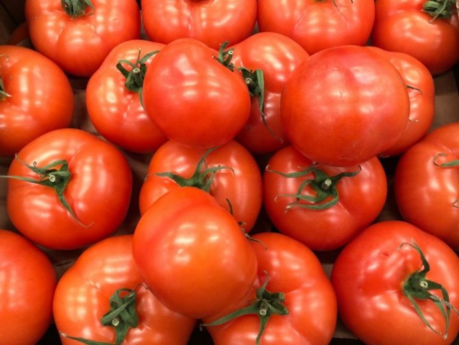 Бордосская смесь для томатов: применение, плюсы и минусы