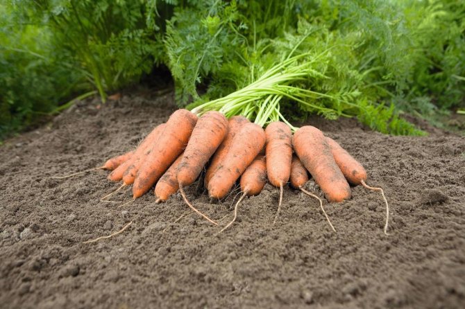 Морковь голландская: особенности этой селекции, описание сортов и нюансы выращивания Русский фермер