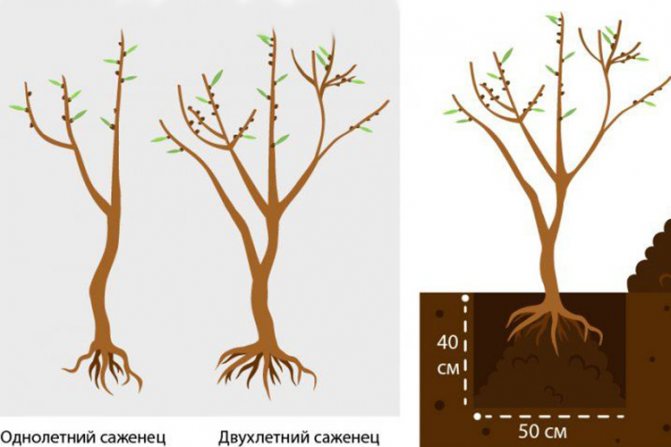 Как посадить саженцы облепихи весной и осенью: уход и выращивание в открытом грунте
