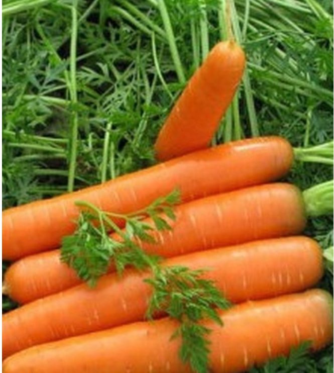 Морковь голландская: особенности этой селекции, описание сортов и нюансы выращивания Русский фермер