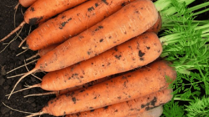 Раннеспелый гибрид моркови со сладким вкусом Нандрин f1