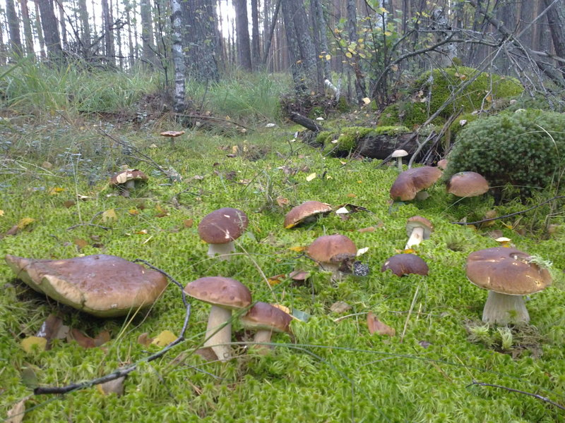 популярные грибы Могилевщины фото 3