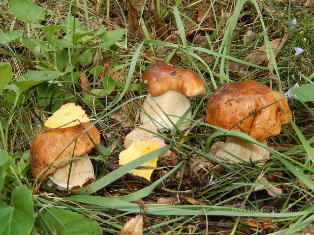урожай Могилёвской области 2020, фото грибов 2