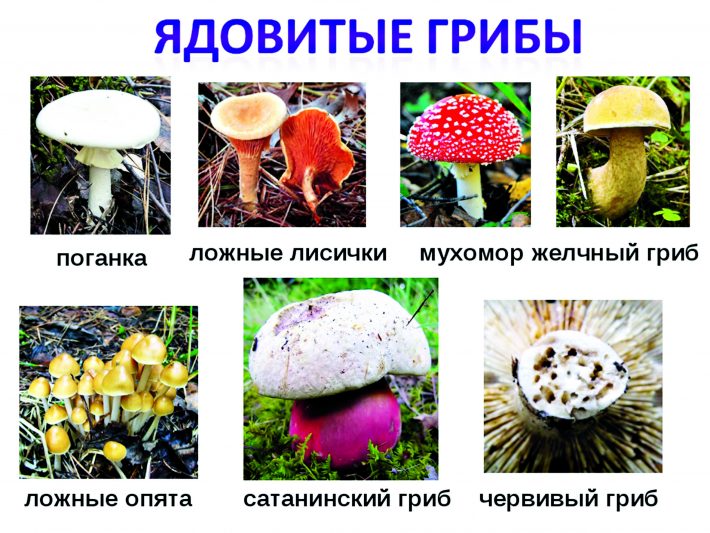 какие грибы можно найти и собрать в Воронежской области и Нововоронеже фото 2