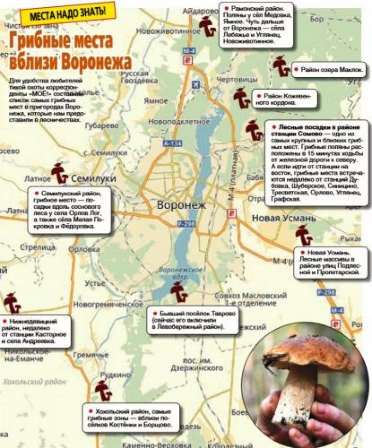 грибные места в Воронежской области 2020, ТОП самых популярных фото