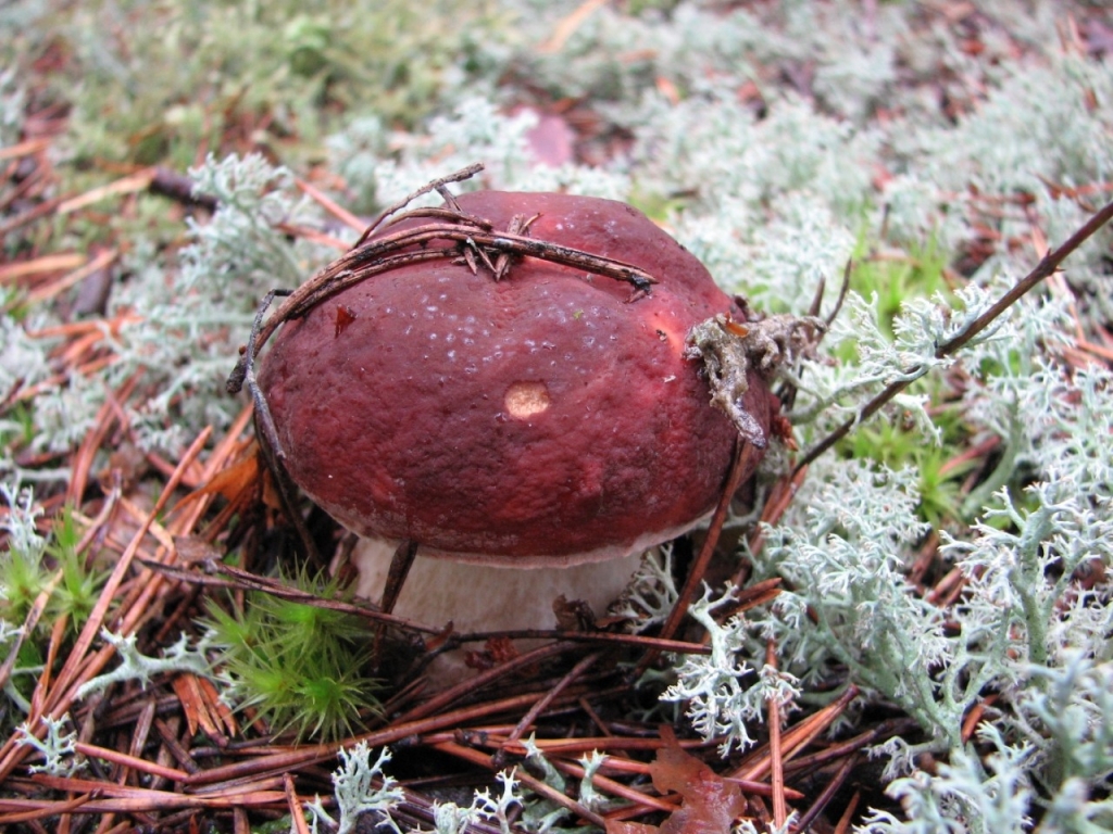 грибы в Ивановской области