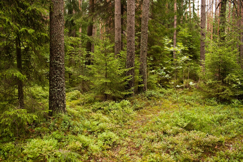 Леса ленинградской области фото