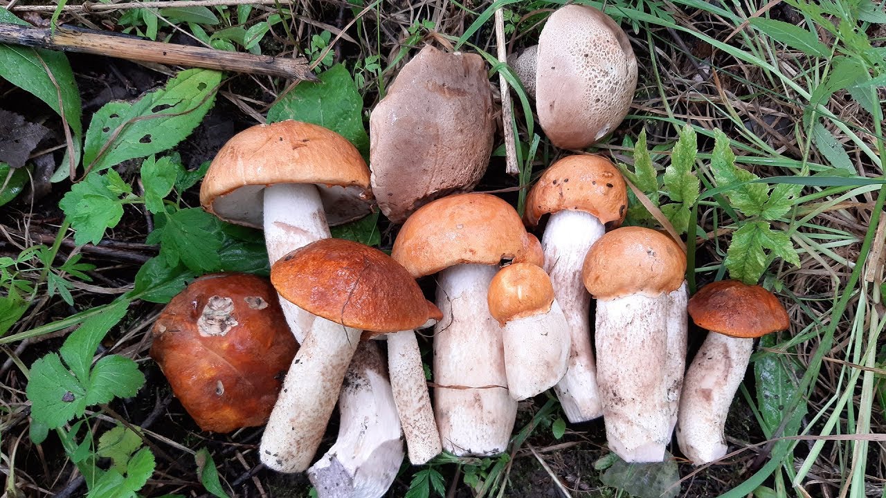 съедобные грибы по времени года в Самарской области фото 1