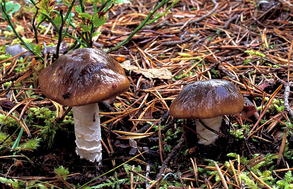 какие грибы сейчас растут фото 1