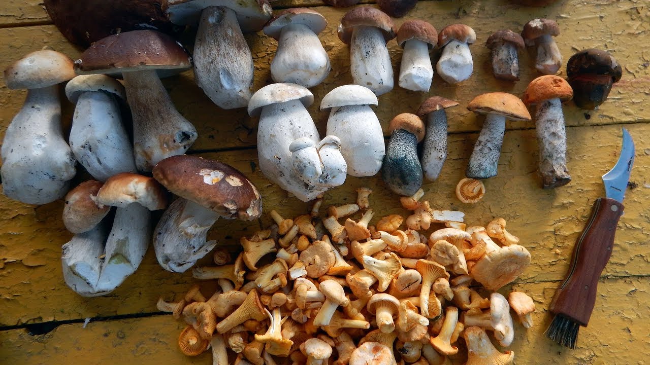 съедобные грибы по времени года в Самарской области фото 2