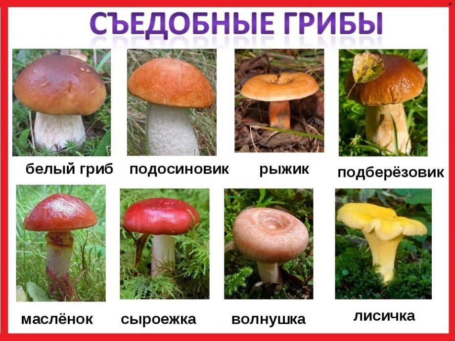 съедобные грибы по времени года в Самарской области фото 4