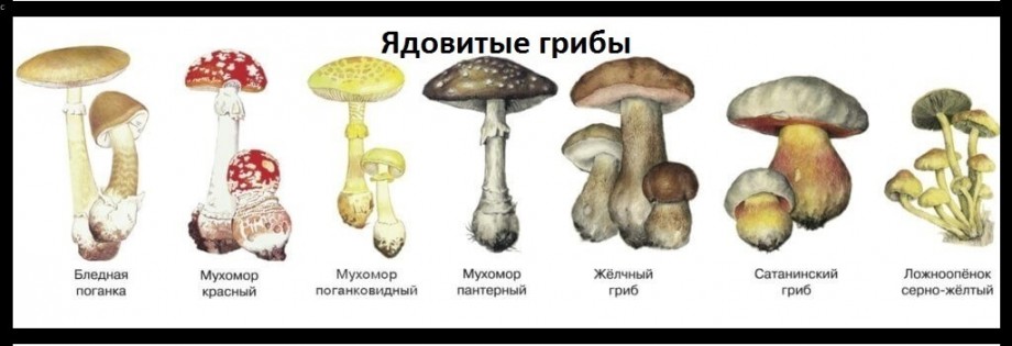 ядовитые грибы Самарской области