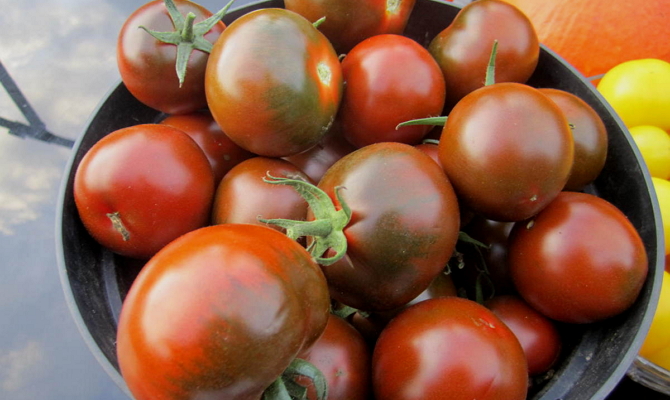 полезные советы и рекомендации в засолке бурых помидор фото 3