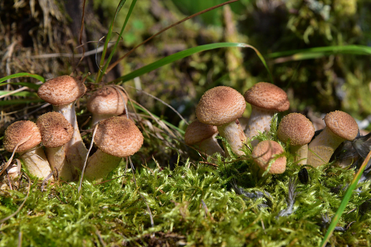 съедобные и условно-съедобные грибы Сибири и Урала 2020, фото 4