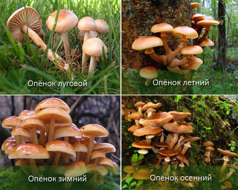 сбор грибов - опята в Сибири и на Урале 2020 фото