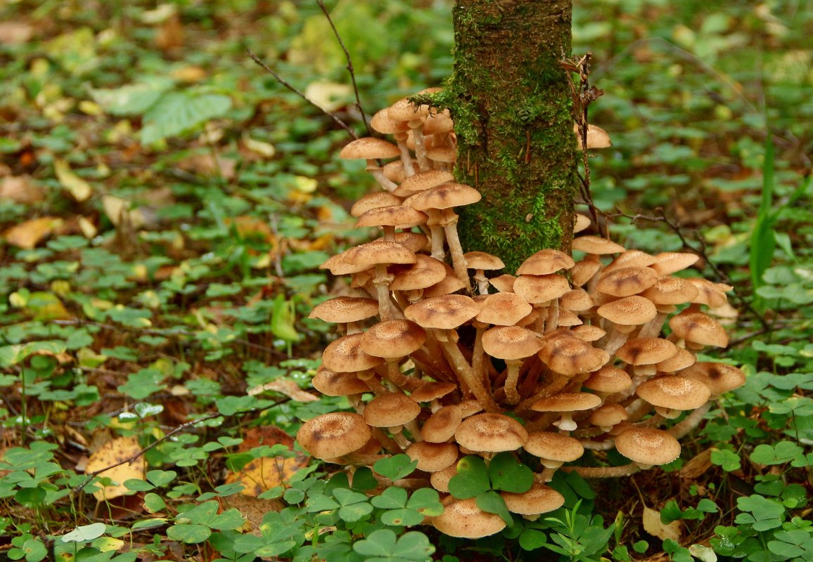 где растут опята в Курской области в 2020 году, лучшие грибные места на фото (полный список) 2