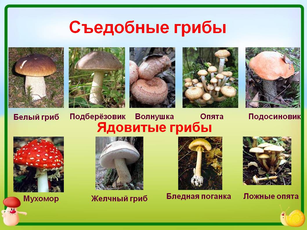 съедобные осенние грибы, фото (картинки) 2020 и название в сентябре и октябре фото 2