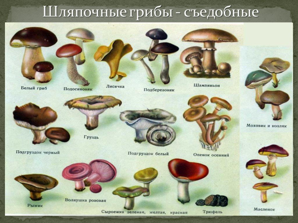съедобные осенние грибы, фото (картинки) 2020 и название в сентябре и октябре фото 3
