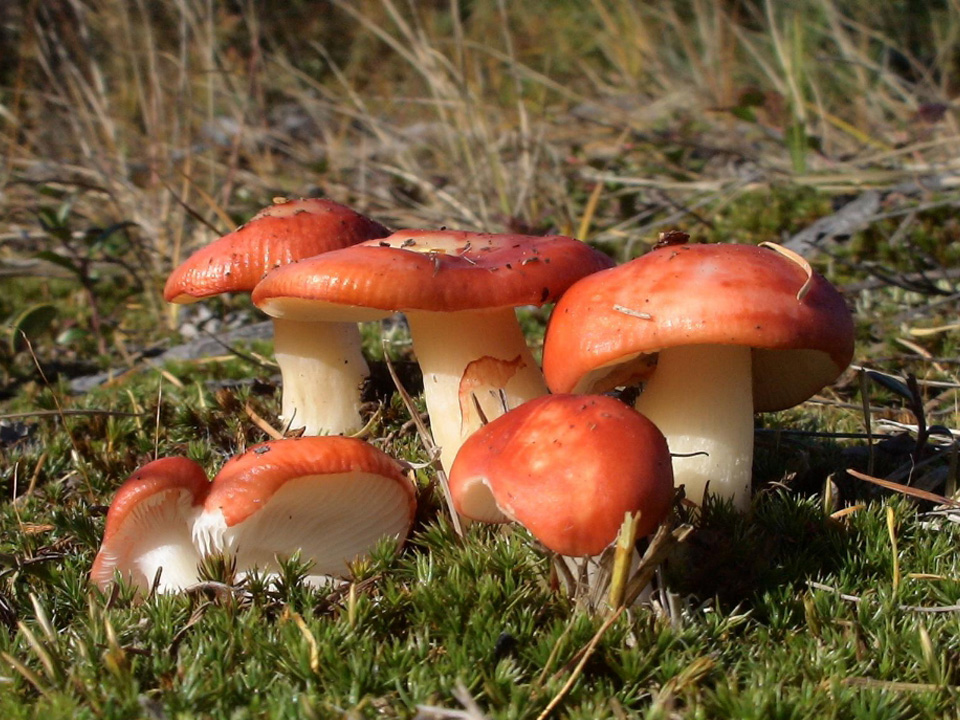 ТОП 10 съедобных грибов 2020 фото 8