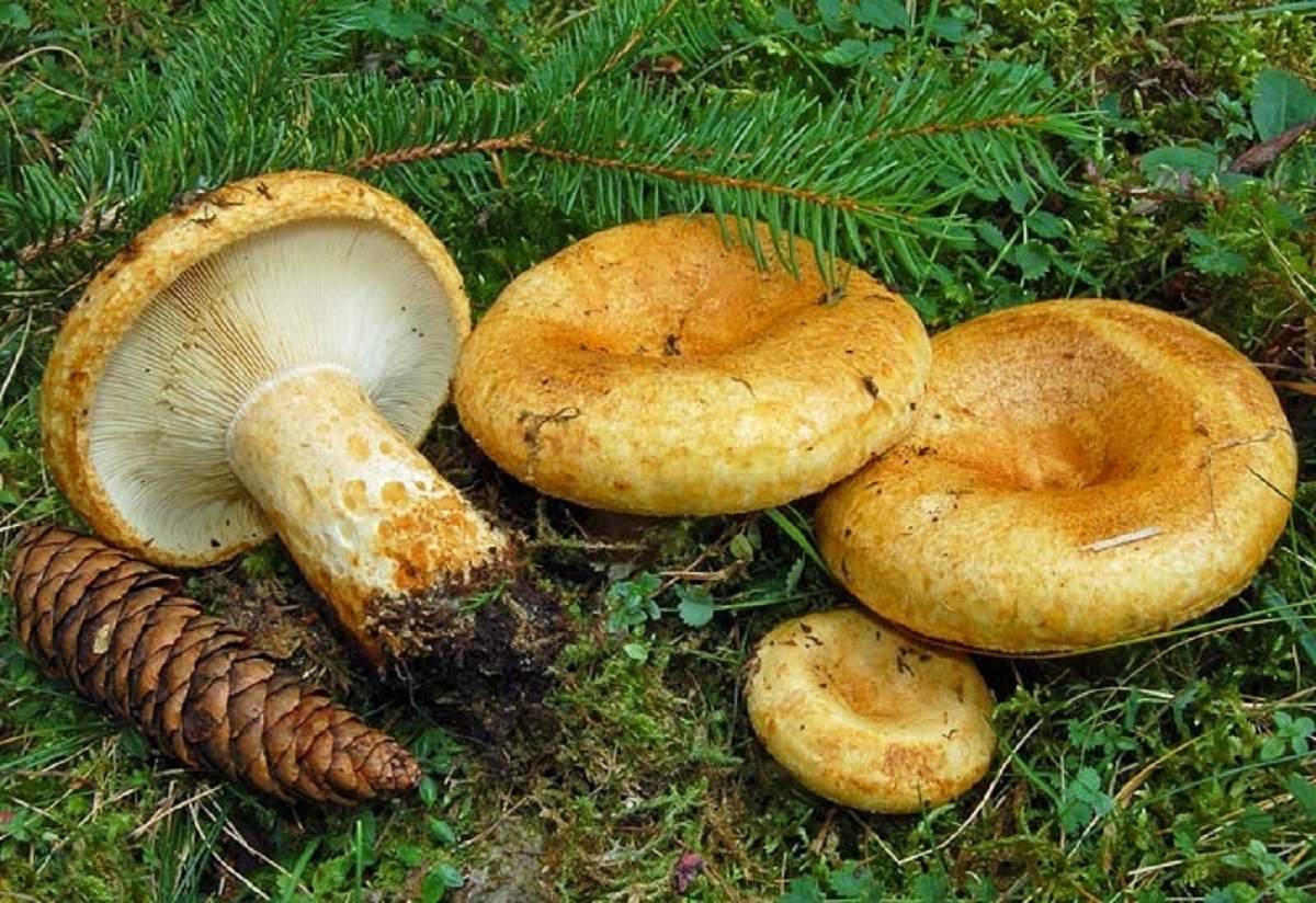 ТОП 10 съедобных грибов 2020 фото 9