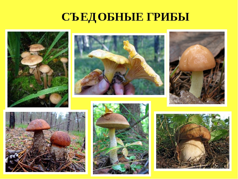 грибы в лесах Тверской области - условно- и съедобные