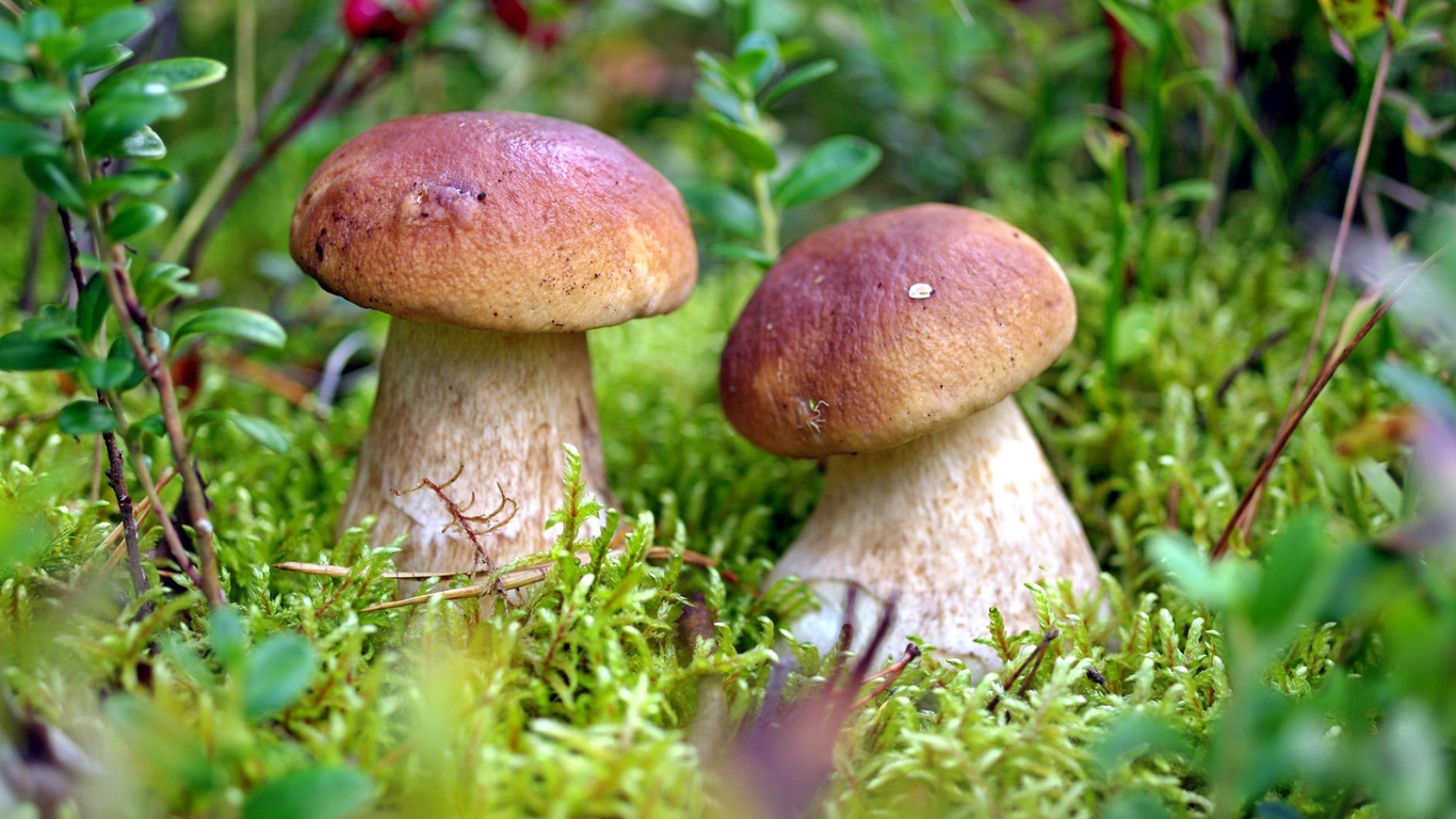 ТОП 10 съедобных грибов 2020 фото 3