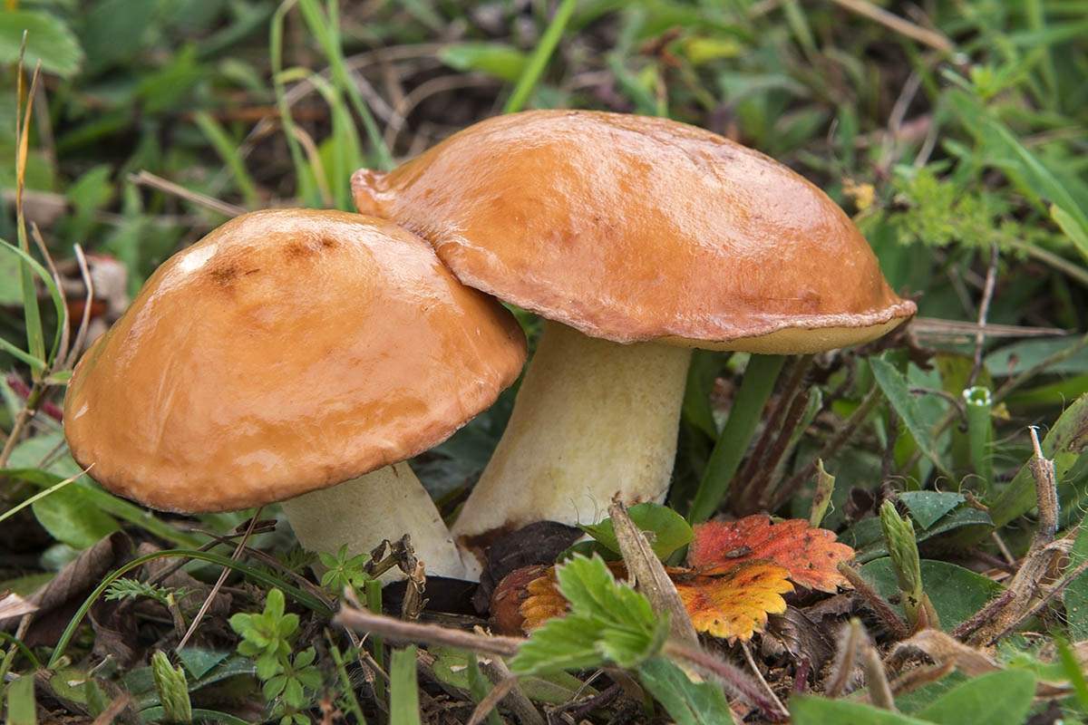 ТОП 10 съедобных грибов 2020 фото 4
