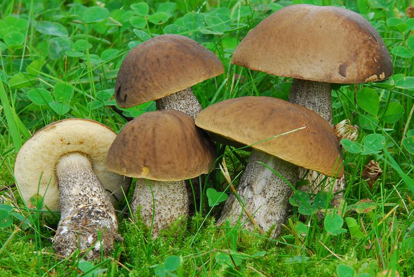 ТОП 10 съедобных грибов 2020 фото 5