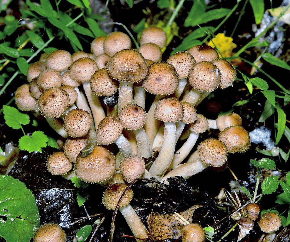 ТОП 10 съедобных грибов 2020 фото 7