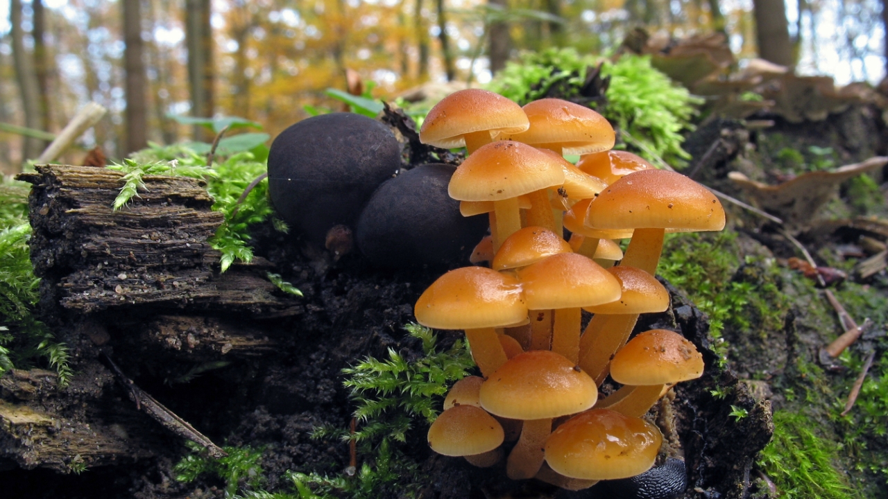 Сбор грибов в челябинской области
