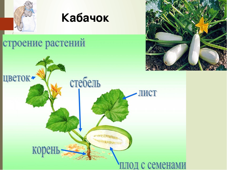 Части растения 1 класс окружающий. Кабачок строение растения. Строение кабачка. Кабачок части растения для детей. Строение цветка кабачка.