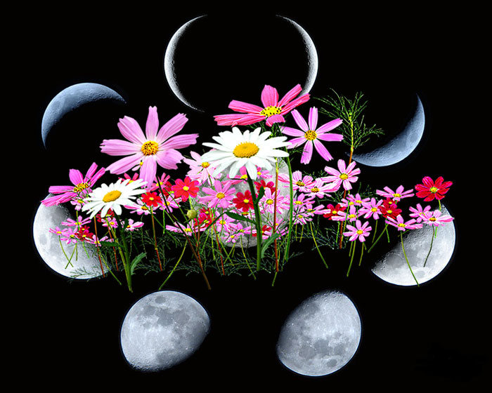 лунный календарь цветовода на март 2020 года