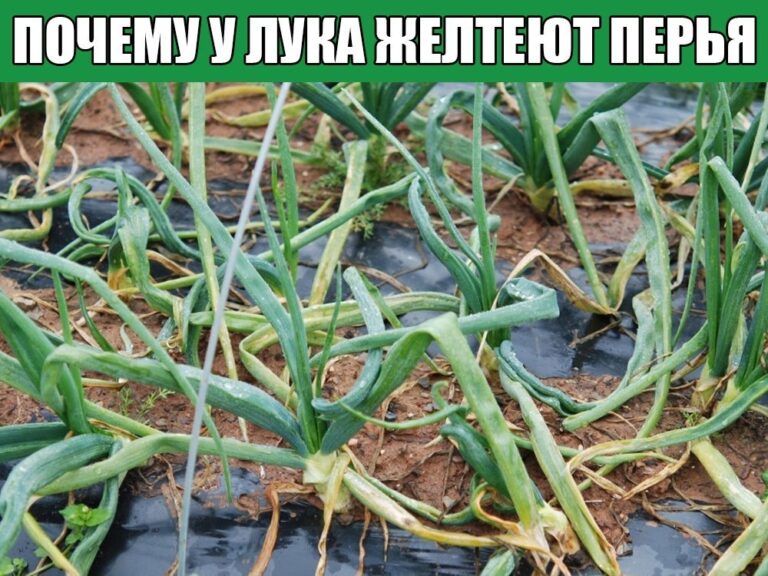 Почему желтеет лук что делать при пожелтении пера
