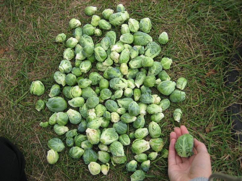 выращивание рассады брюссельской капусты фото