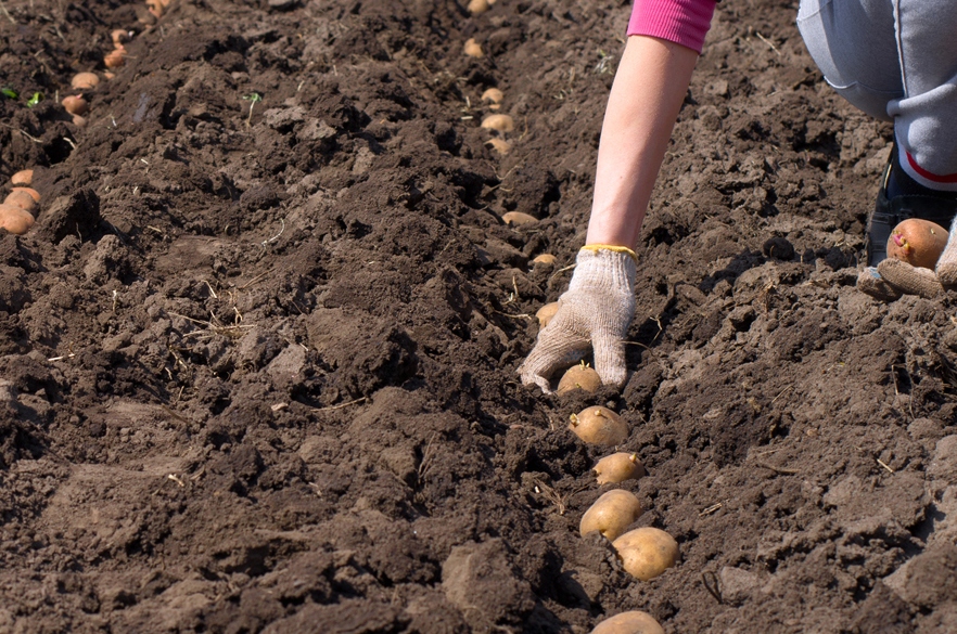правила посадки картофеля в 2020 году фото