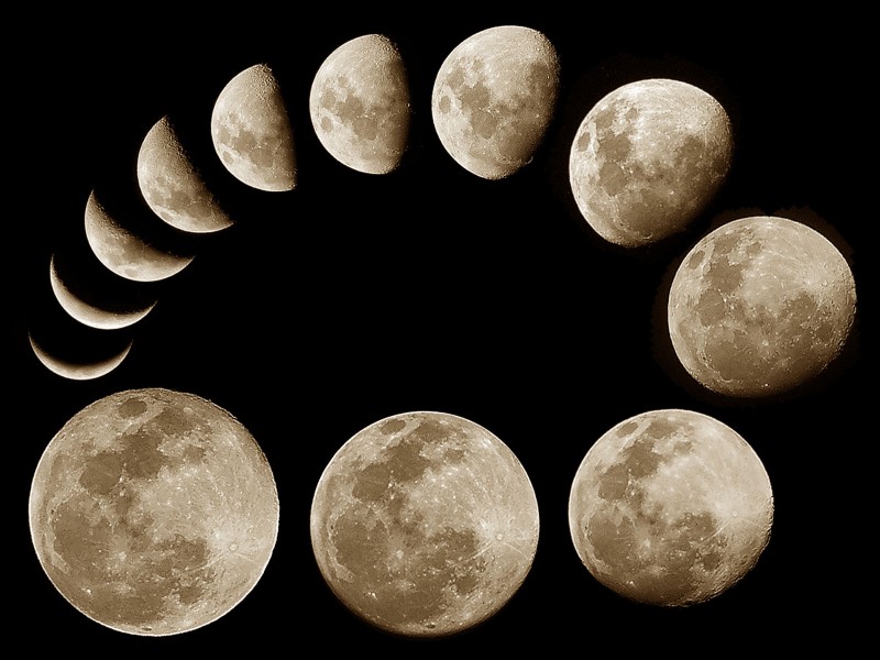 посадка петунии на рассаду по Лунному календарю в 2020 году фото