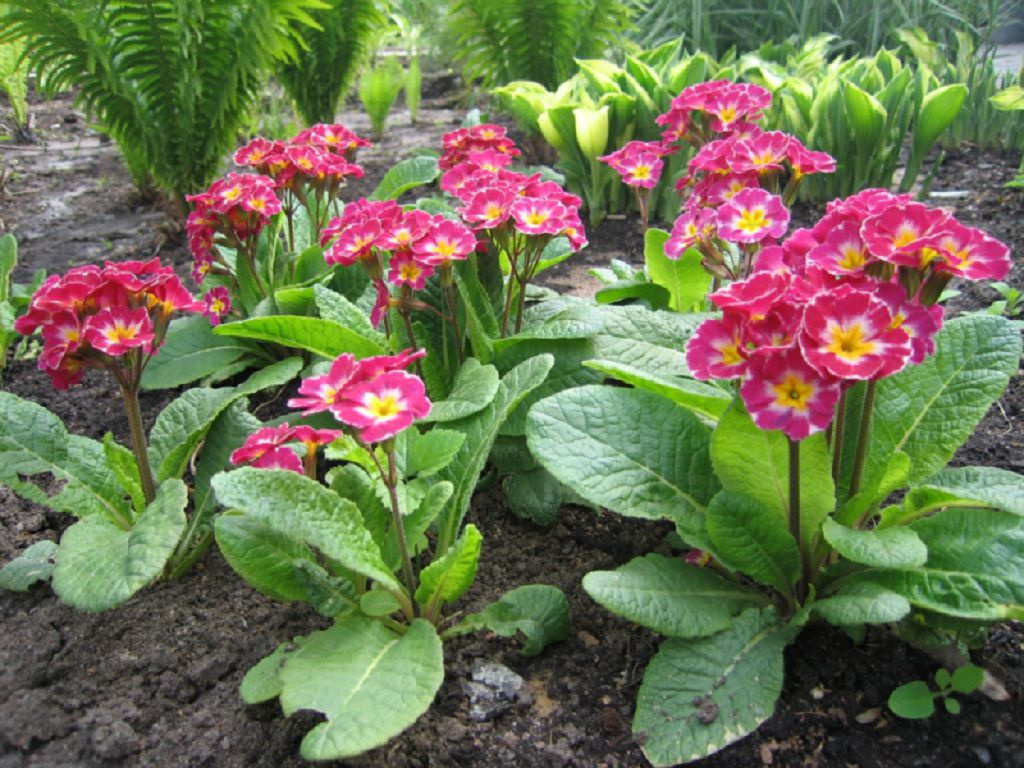 высокая примула или Primula elatior фото