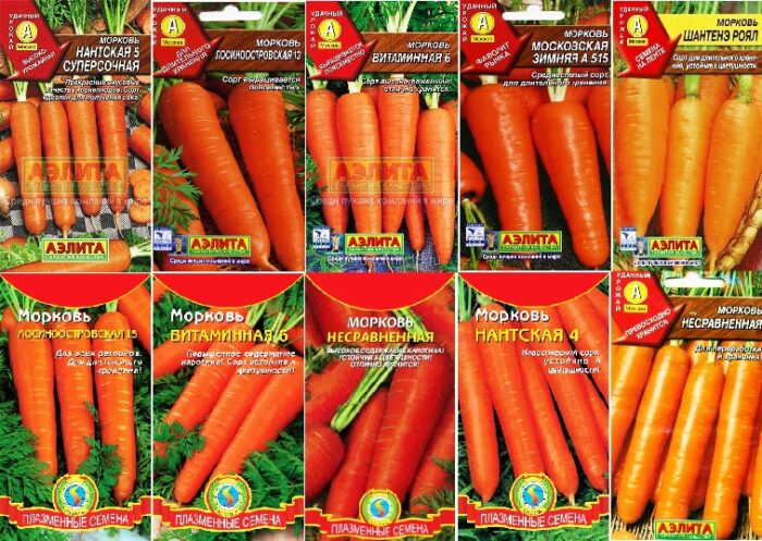 как выбрать сорта моркови фото 3