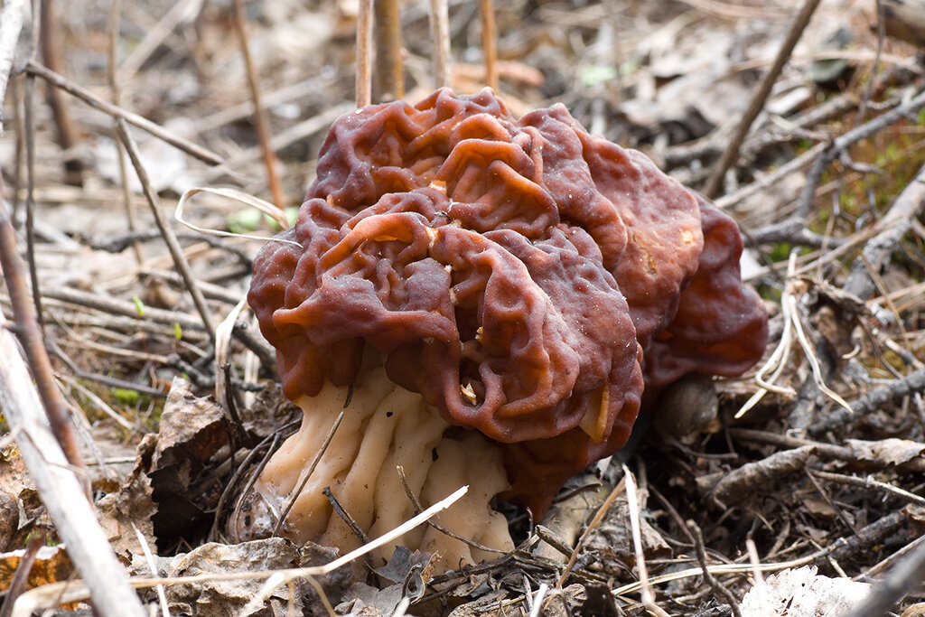 фото строчков грибы