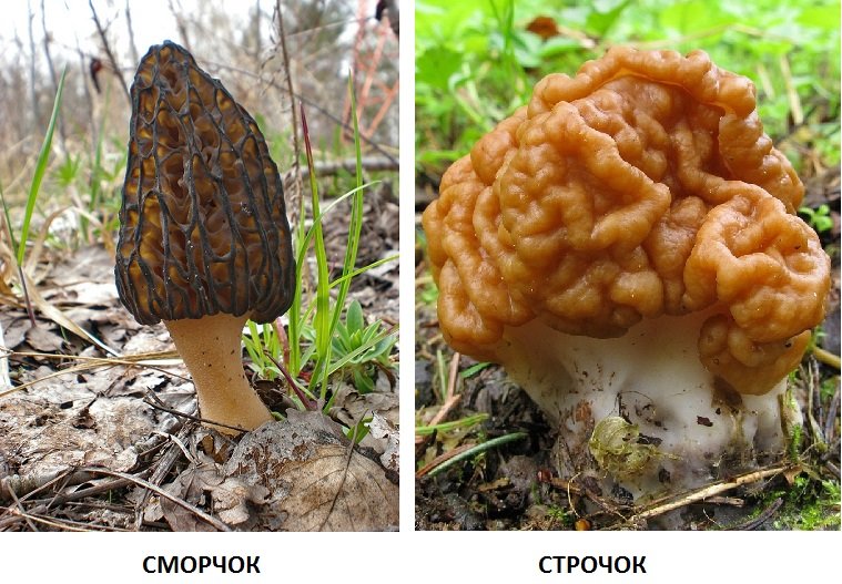 Строчки и сморчки грибы фото как отличить
